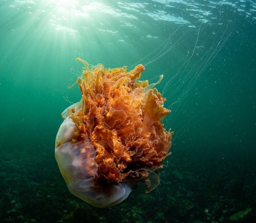 Roll on jellyfish season!
#underwaterorkney #orkneyislands #underwaterphotography