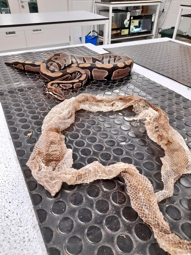 WigfieldFarm's tweet photo. Sasha:"Look I made something!" ๐
Sasha shed her skin yesterday and so is now all shiny like new โค
#SnakeShed #cute #royalpython #snake #WednesdayMotivation #wednesdaythought #animals https://t.co/ahINDV2JTI