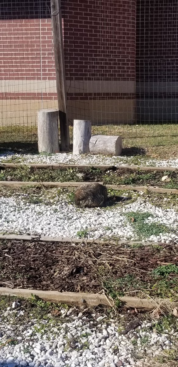 MrsPatel__ELD's tweet photo. Aldrin's resident groundhog has been out and about on warmer days this Winter....what does that mean for us? #EarlySpring #6MoreWeeks ? #GroundHogDay2022 @AldrinEagles https://t.co/9VXHXylgSn