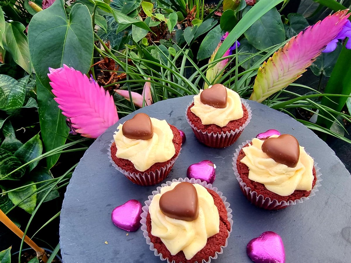 @INtheBotanics (@inthebotanics) on Twitter photo It's February, the month of love, our Red Velvet Cupcake is now available <a href="/inthebotanics/">@INtheBotanics</a> at Cafe Botanics, come along. It's February, the month of love, our Red Velvet Cupcake is now available <a href="/inthebotanics/">@INtheBotanics</a> at Cafe Botanics, come along.