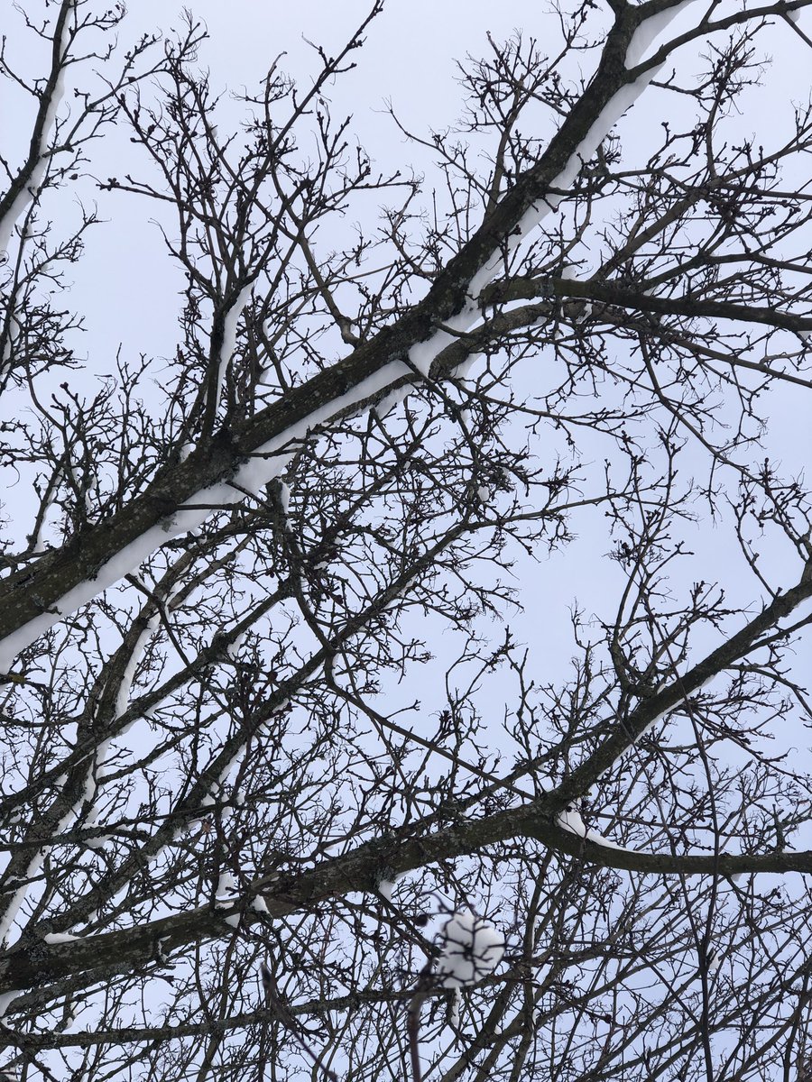 AnnisLind's tweet photo. Päiväkävelyllä bongatut puut #stadi #munstadi #puut #lumi https://t.co/YCho2jyqRx
