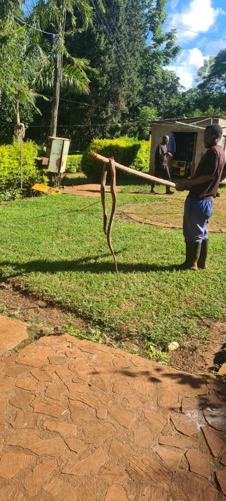 begottensun's tweet photo. This cobra was living in our spare room. He cohabited with my Tsano for about a week when he came from BYO and we didn’t know. Today he broke cover and the humans saw him. The rest is history. I tried to tell my team not to kill snakes but they think I’m mad. RIP snake https://t.co/6SyZKefugO