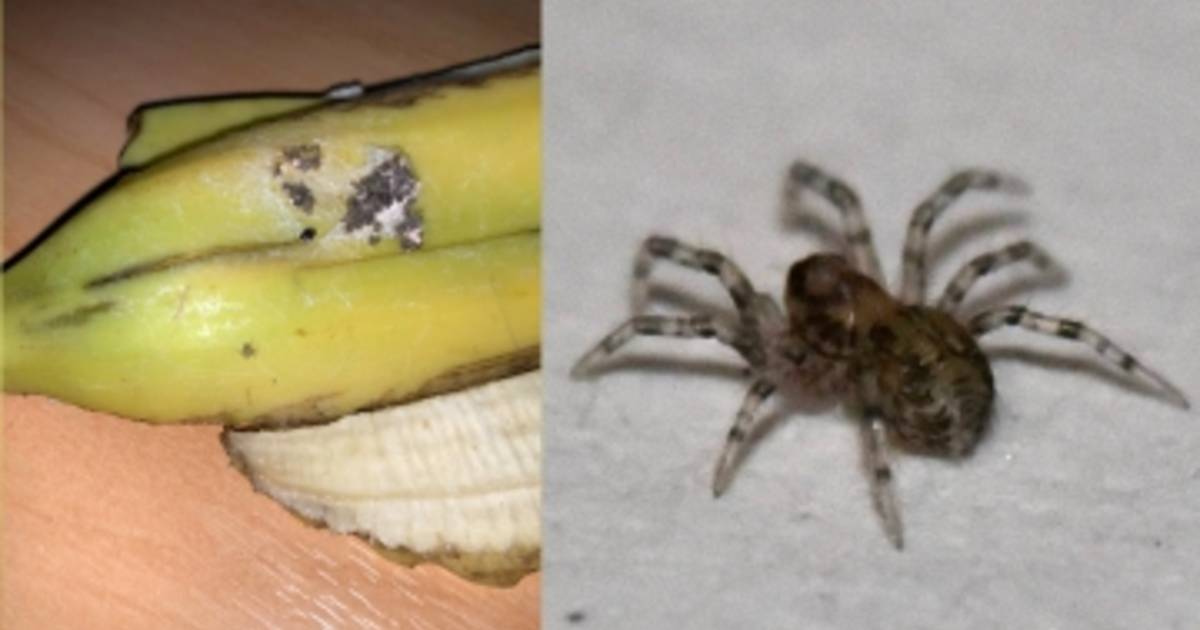WorldKnownledge's tweet image. Il faut faire très attention lorsque vous mangez des bananes, en effet, certaines peuvent vous réserver des surprises pour le moins … surprenantes. Si vous voyez des tâches de ce genre sur vos bananes, jetez les car ces dernières sont infestées … d'araignées ! Généralement