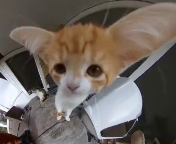 /ᐠ｡‸｡ᐟ\ (@pochaccobebi) on Twitter photo 