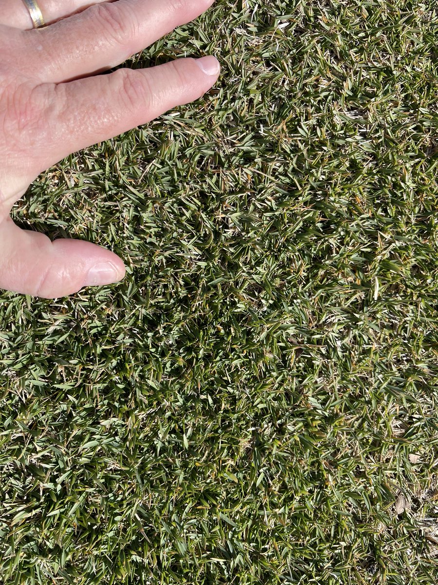 STSAsia's tweet photo. The World of Zoysia is getting more and more exciting by the day. If the current Bladerunner Zoysia line haven't impressed you then wait for what is coming. Nothing compares to the current and new BRF Zoysia grasses. #brfzoysia #sts #sustainableturffarms #bladerunnerfarms https://t.co/3YmMHy6bGY