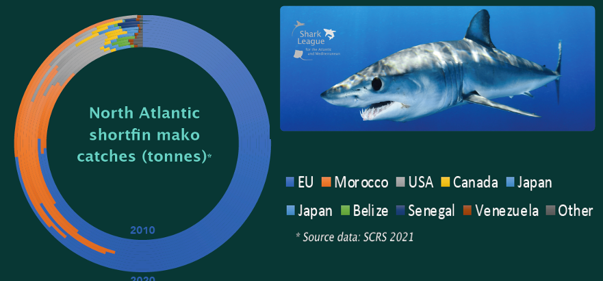 News: Morocco Makes Major Mako Move. Country ranked 2nd for landings of Endangered North Atlantic shortfin mako sharks announces five year ban on fishing, storage &amp; trade pursuant to #ICCAT2021 mako measure. More from #SharkLeague:  sharkleague.org/2022/02/02/mor…