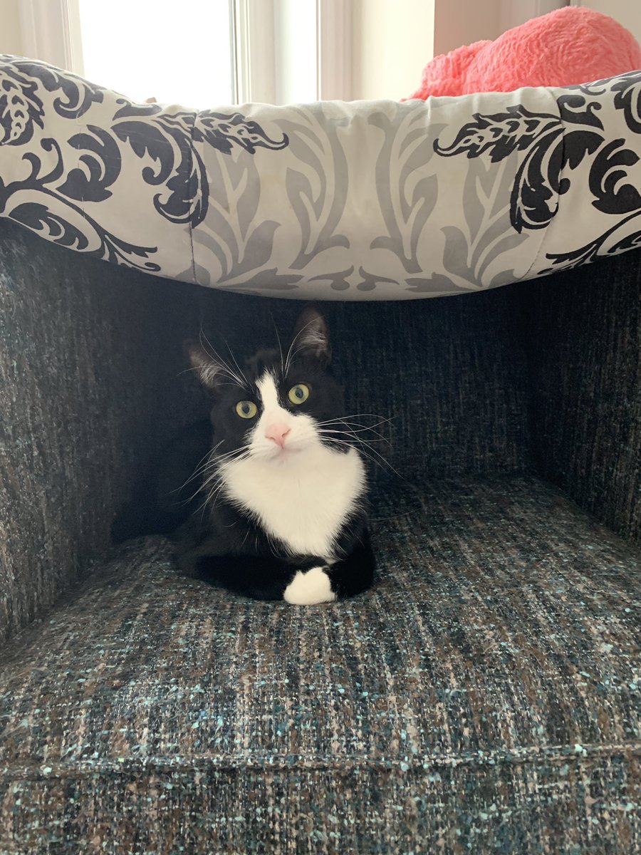 ricketyjukebox's tweet photo. It’s time for my performance review. #CatsOfTwitter https://t.co/DkwQXEoaXe