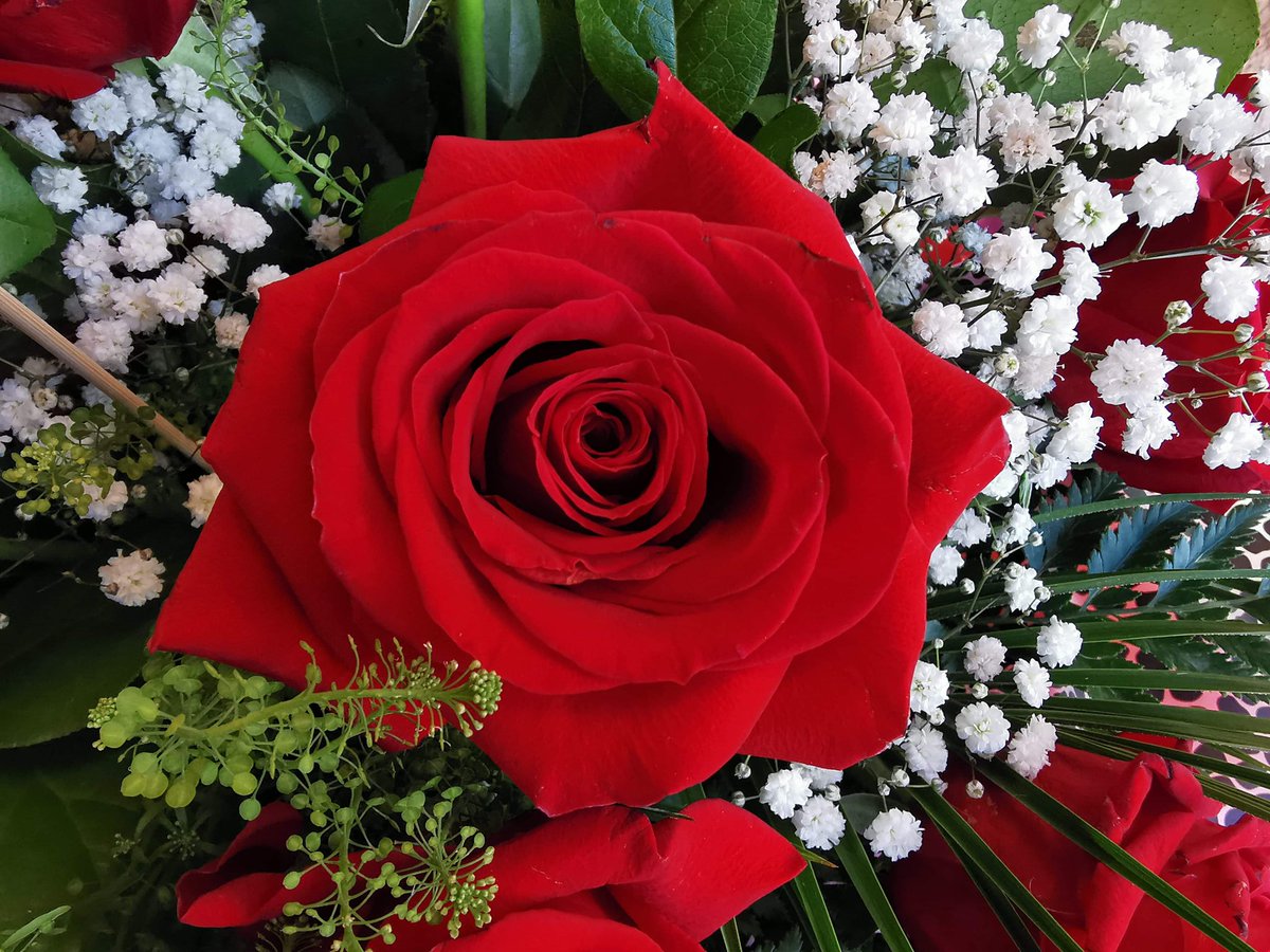 We are so excited to be getting set up for our favourite time of the year! Valentine's Day is only 12 days away now - to place an order with us please call 01563 527 715 or go to our website:
scarletroseflorist.co.uk
#valentinesday2022