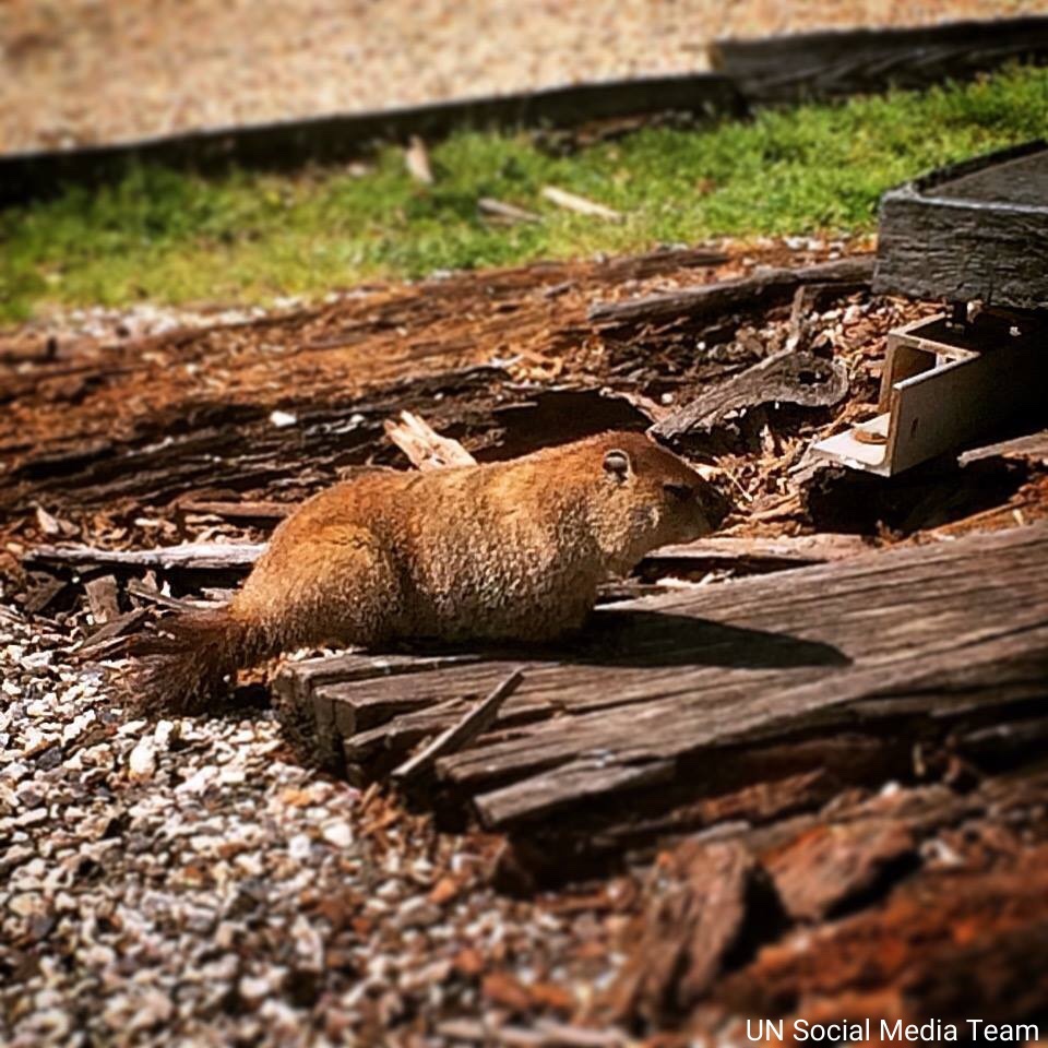 UN's tweet image. On Wednesday&apos;s #GroundhogDay, meet the groundhog who lives on the grounds of UNHQ.

From the groundhog in NYC to peacocks at @UNGeneva &amp;amp; monkeys at the UN in Nairobi, our unofficial pets - in their own way - support our work for a better world for all. un.org/en/our-work
