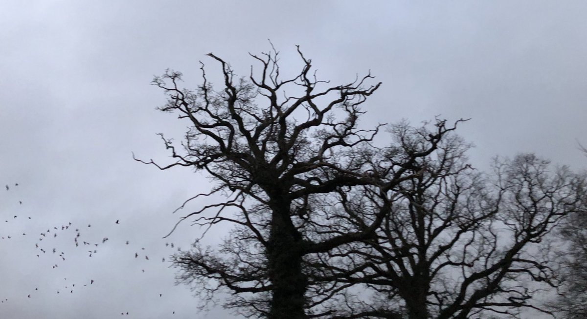 They come and go with the night, riding and falling in black skeins over the house. More on rooks and jackdaws tomorrow in my <a href="/GdnCountryDiary/">Country diary</a> for Feb