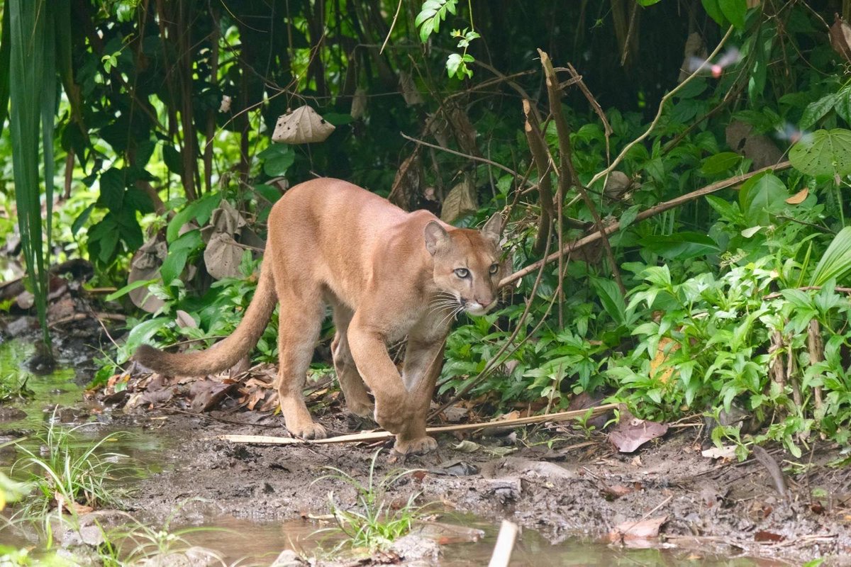 WildSide_Tweet's tweet photo. We just had an amazing puma encounter in Corcovado National Park, Costa Rica! #puma #corcovado #costarica https://t.co/zPX347eRqC