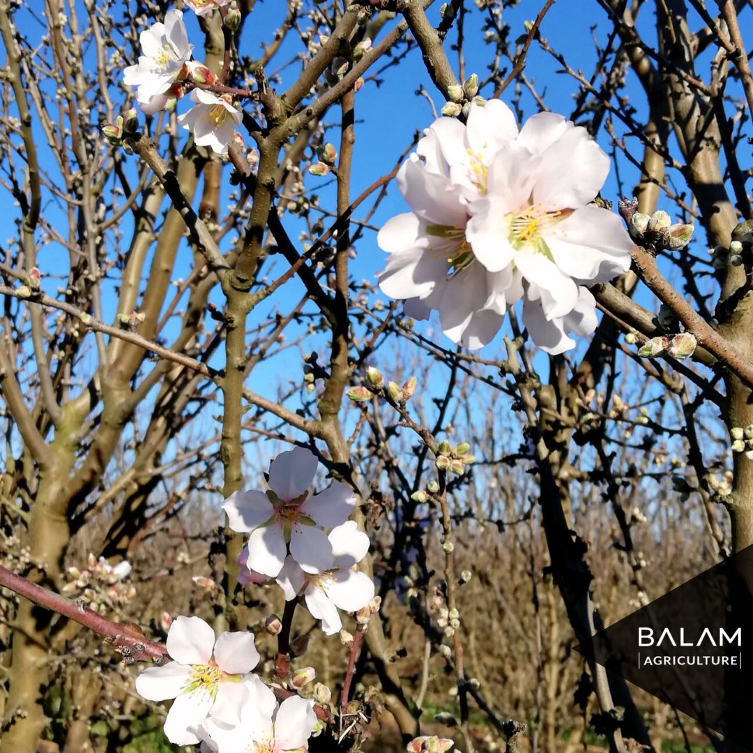 BalamAgri's tweet photo. 🌸 Ya comienzan a florecer algunos almendros y... ¡nos encantan!

🌳 Variedad: soleta
📍 Finca Vale de Travessos, Portugal
🌿 Almendro de alta densidad

#balamagriculture #agricultura #flores #floración #floraciónalmendro #flor #soleta #almendro #altadensidad https://t.co/kfUsyJmiWI