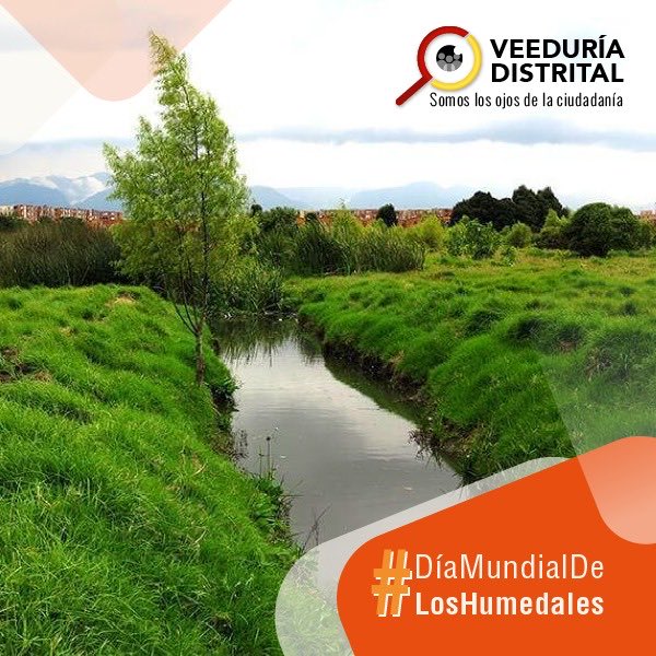 VeeduriaBogota's tweet photo. #DíaMundialDeLosHumedales🍀🌿

🟢 ¿Sabías que en Bogotá existen 15 humedales formalmente reconocidos?

@VeeduriaBogota ha contado en un informe cuáles son, dónde están, su estado y las opiniones de los ciudadanos.

Detalles 🔽
https://t.co/gVyUEApBnp

#SomosLosOjosDeLaCiudadanía https://t.co/ADaKClpyDx