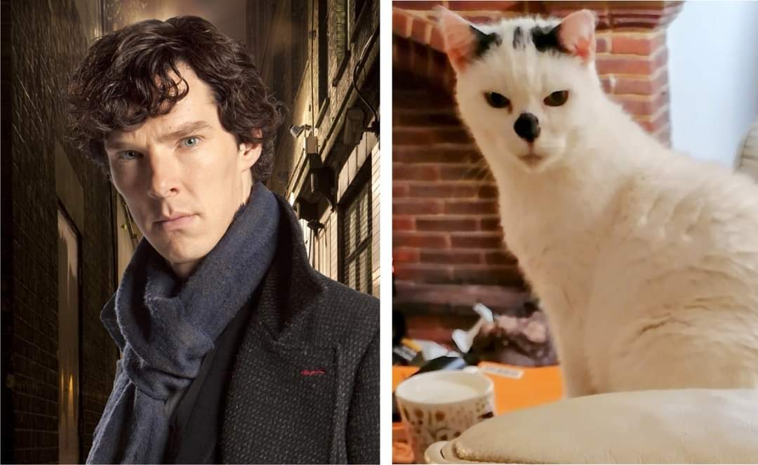 BramblesDraws's tweet photo. When someone tells you your cat looks like Benedict Cumberbatch 🙄😂
#Cumbercat https://t.co/K7sjmkqPF6