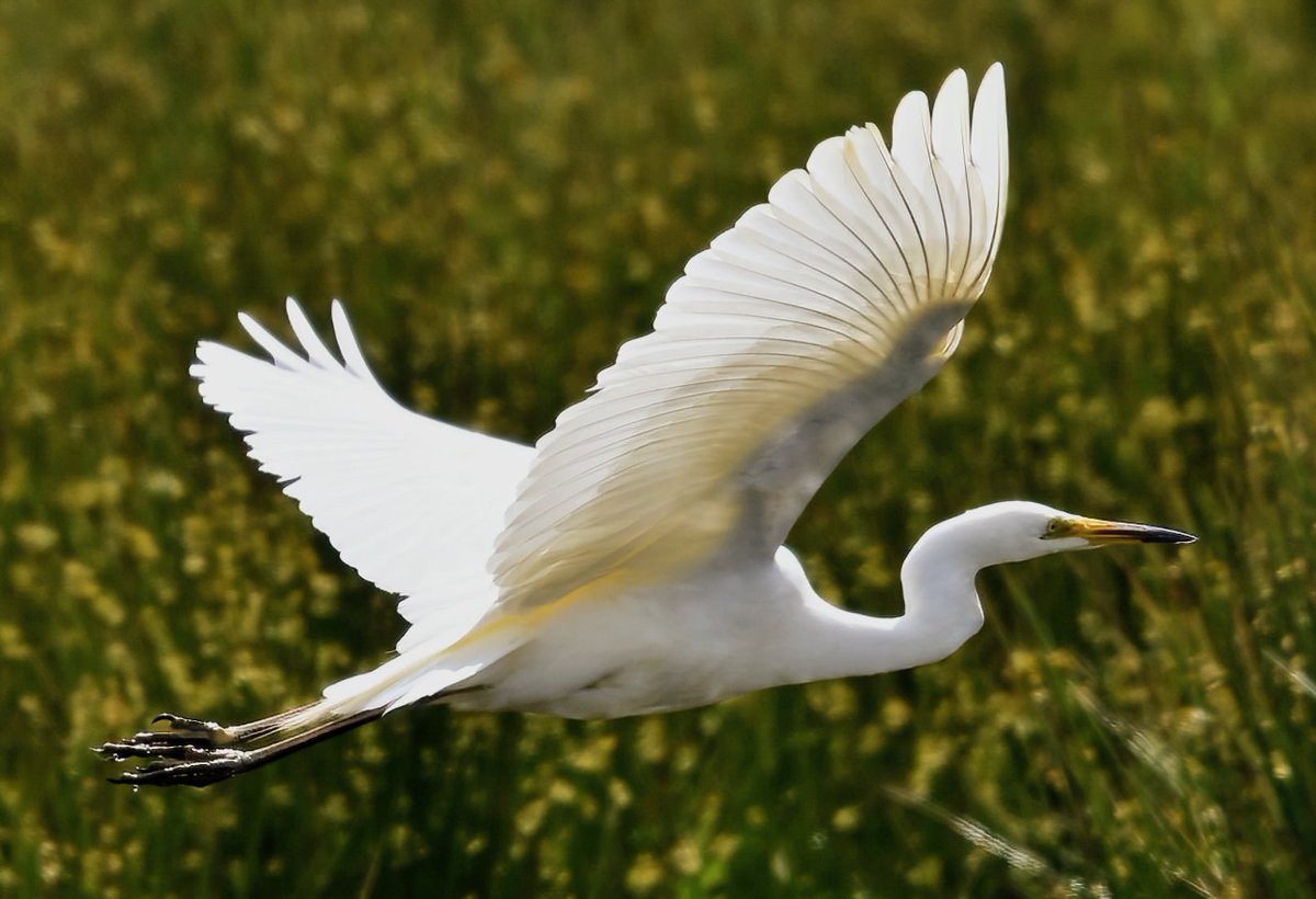 Great White Egret for. 
