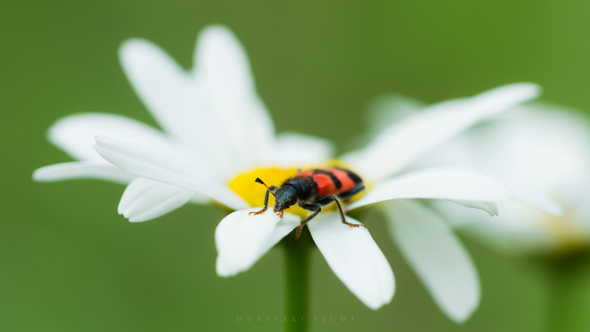 elena__volgina's tweet photo. 🐞🌼
#Cleridae #TrichodesApiarius #Trichodes #Пестряки #ПестрякПчелиный #Пчеложук https://t.co/688xgT8SI6