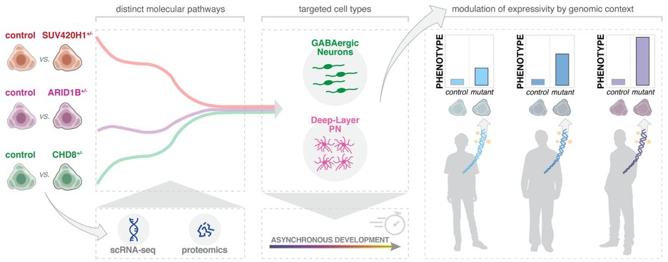 Bruna Paulsen (@bruna_paulsen) on Twitter photo Our new paper is out in <a href="/Nature/">nature</a> today! In this massive work, we described cell-type-specific neurodevelopmental abnormalities that are shared across 3 top ASD-risk genes. #brainorganoids
<a href="/AKedaigle/">Amanda Kedaigle</a> <a href="/SilviaM_Velasco/">Silvia.Velasco</a> <a href="/Pigoni_Martina/">Martina</a> <a href="/ArlottaLab/">Arlotta Lab</a> <a href="/jzlevin/">Joshua Levin</a> Aviv Regev & others 🧵👇 Our new paper is out in <a href="/Nature/">nature</a> today! In this massive work, we described cell-type-specific neurodevelopmental abnormalities that are shared across 3 top ASD-risk genes. #brainorganoids
<a href="/AKedaigle/">Amanda Kedaigle</a> <a href="/SilviaM_Velasco/">Silvia.Velasco</a> <a href="/Pigoni_Martina/">Martina</a> <a href="/ArlottaLab/">Arlotta Lab</a> <a href="/jzlevin/">Joshua Levin</a> Aviv Regev & others 🧵👇