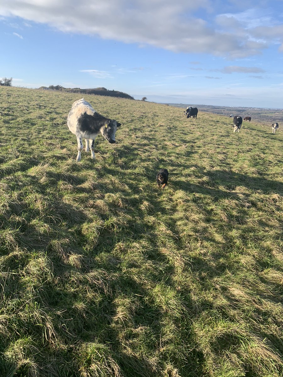 Holly has a new friend on her walk today.