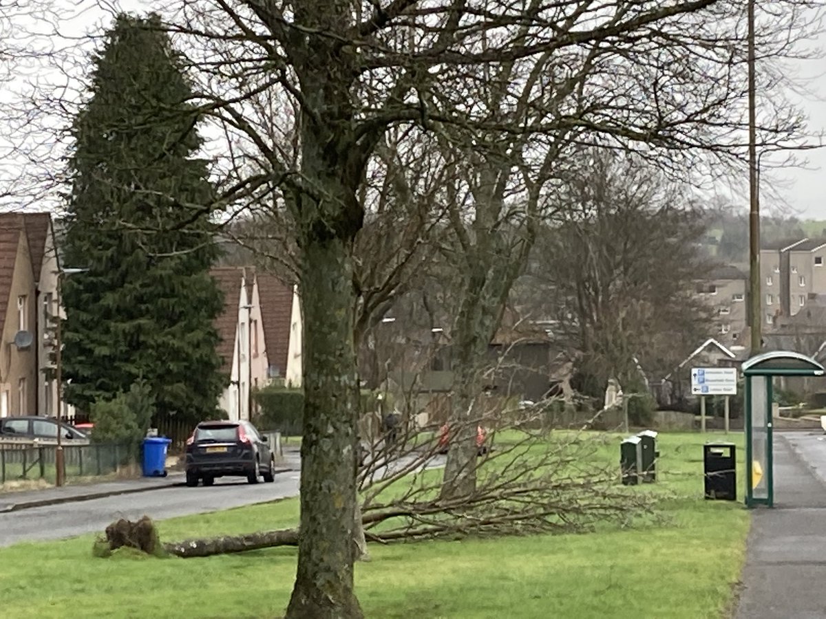 tpea101's tweet photo. #treeclub casualty beyond saving from this weekend’s Storm Malik then Corrie #riptree 🌳 https://t.co/ZOvPsbgwf3