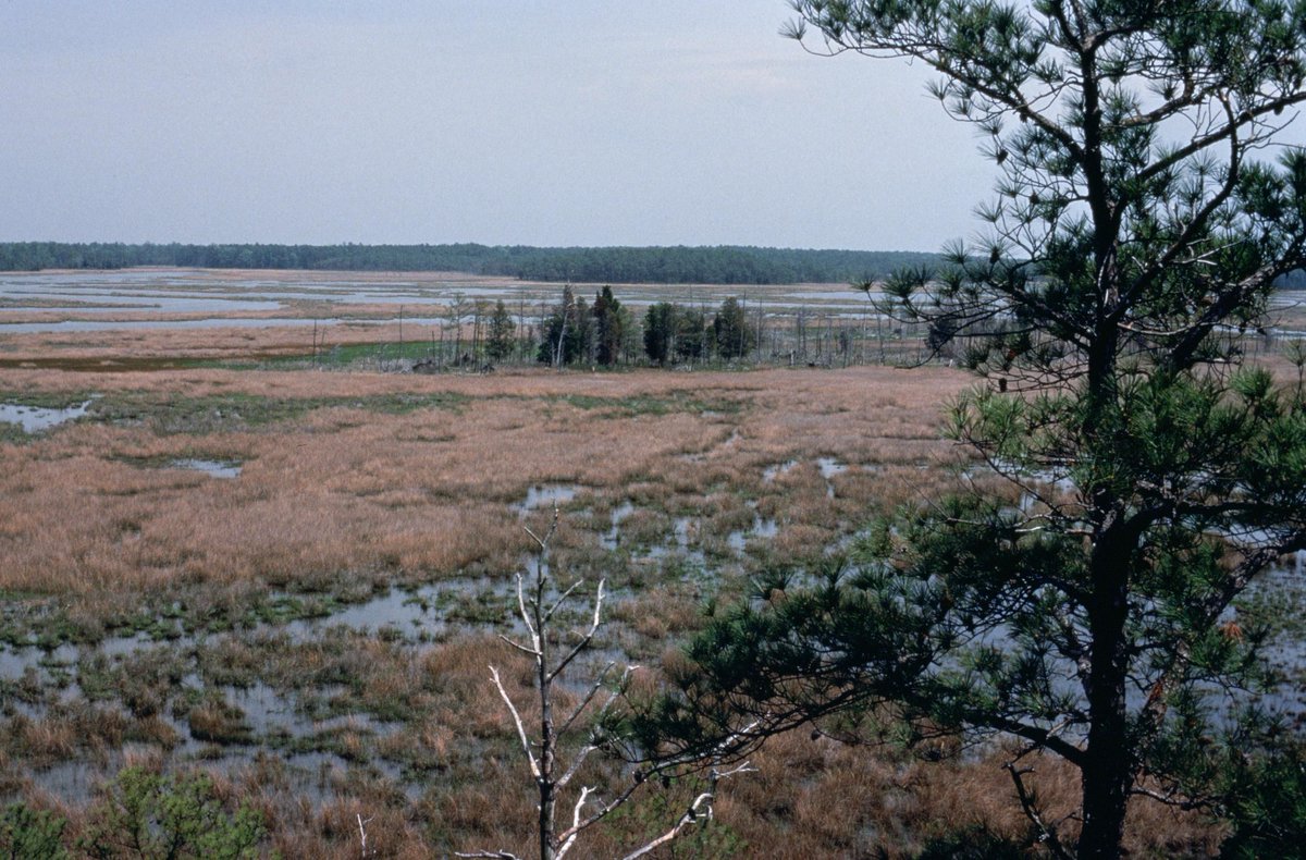 On World Wetlands Day we celebrate our neighbours Farlington Marshes Wildlife Reserve. 

#wetlands #farlingtonmarsheswildlfereserve  #WorldWetlandsDay #sjccommunity #stjohnscollegesouthsea #wherestudentsthrive