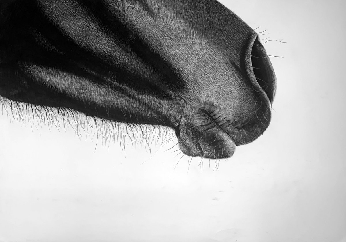 A1 Charcoal #charcoal #ArtistOnTwitter #illustration