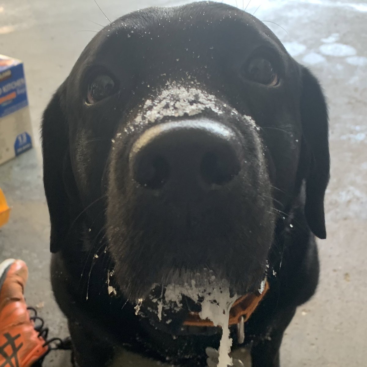 Wrigley the Wildcat tweet media