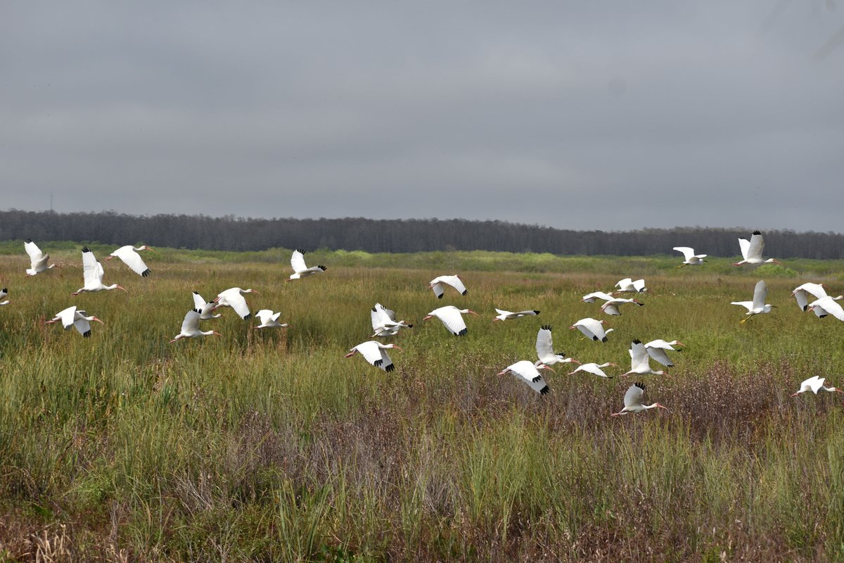 CorkscrewSwamp's tweet photo. . @Publix and Corkscrew Swamp Sanctuary have teamed up to remove 200 acres of nuisance Carolina willows and other plants, saving more than 40 million gallons of water per year. https://t.co/3Fk6PpMj7z https://t.co/ALMMuCyO35