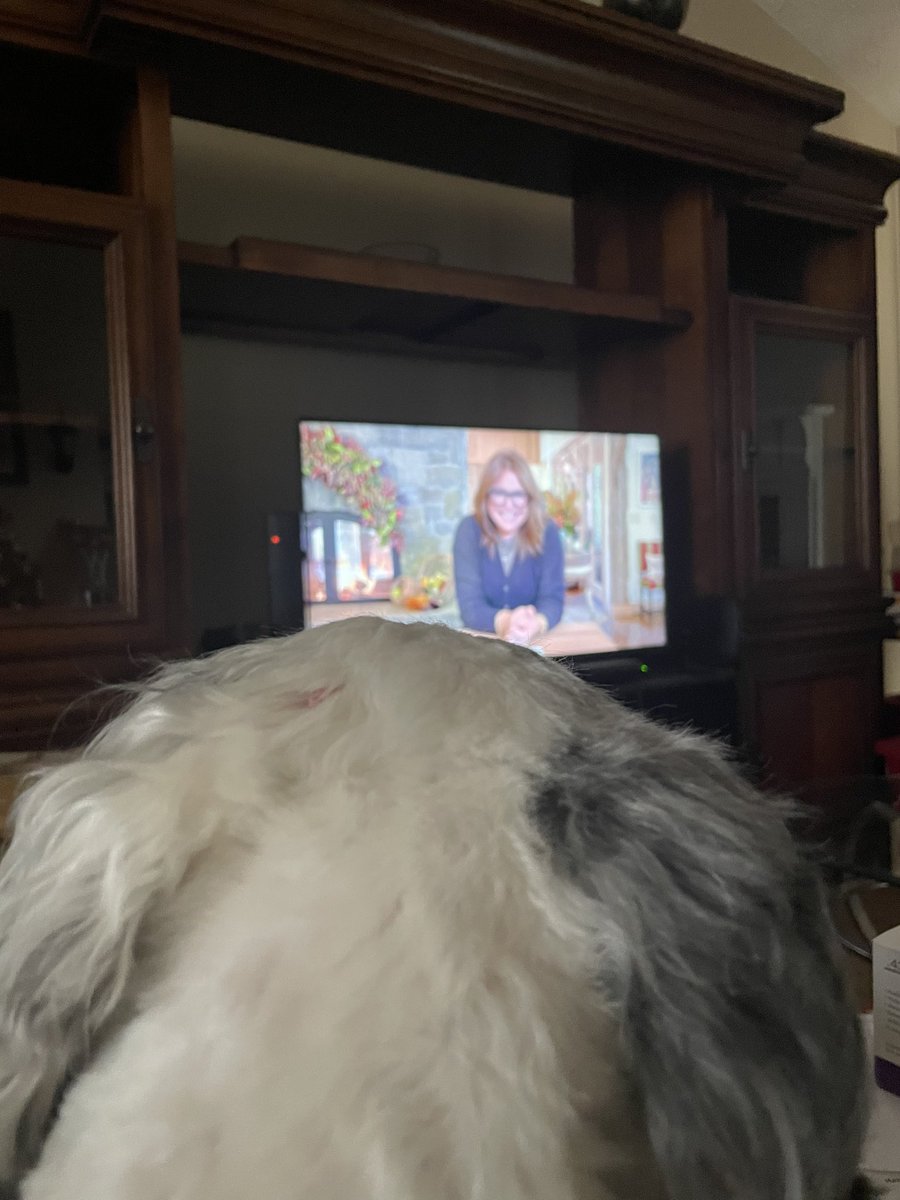 Kiki_Loves_Life's tweet photo. Bandit isn’t speaking to me. He’s watching his favorite show @RachaelRayShow. He’s in love with @rachaelray.
1st pic is him resting. He wouldn’t come when I called him. He heard her voice in the other room and came flying.
#ItIsntEasyBeingACockapoo
#TheCrabbyCockapoo
#Beast https://t.co/OM6ujvchUp