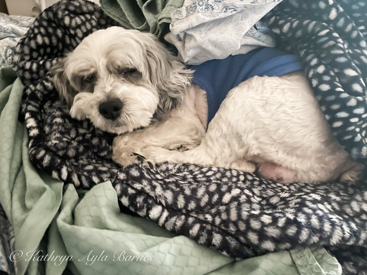 Kiki_Loves_Life's tweet photo. Bandit isn’t speaking to me. He’s watching his favorite show @RachaelRayShow. He’s in love with @rachaelray.
1st pic is him resting. He wouldn’t come when I called him. He heard her voice in the other room and came flying.
#ItIsntEasyBeingACockapoo
#TheCrabbyCockapoo
#Beast https://t.co/OM6ujvchUp