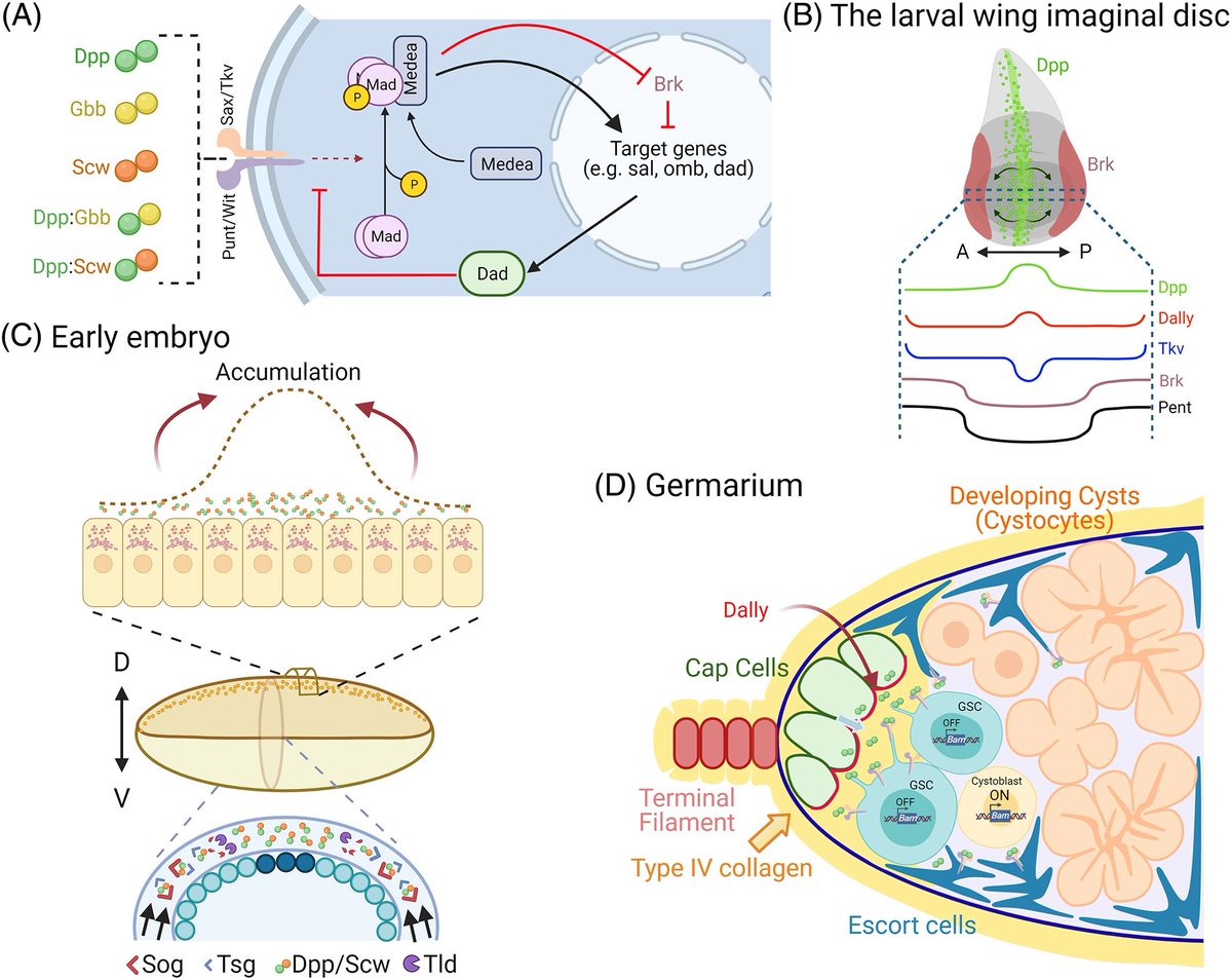 DevelopmentalDy's tweet photo. Morphogen gradients are crucial for proper embryo development. Learn how BMP signalling is tightly controlled in a context-dependent manner, and how the signal and tissue dynamics are coupled to facilitate complex tissue structure formation. https://t.co/IxrA356pVJ https://t.co/yFMVwCnseD