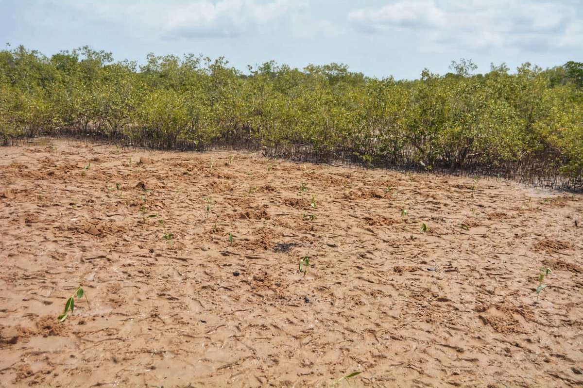 LamuEnvironment's tweet photo. Celebrating the World Wetlands Day in Lamu, celebrated annually on 2 February, aims to raise global awareness about the vital role of wetlands for people and planet.
The theme for this year's event is, "Wetlands Action for People and Nature." https://t.co/zVlV0tMsbk