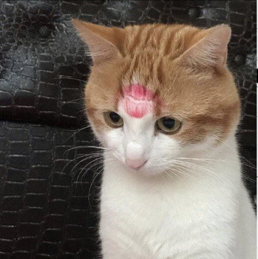 catomi 😼 