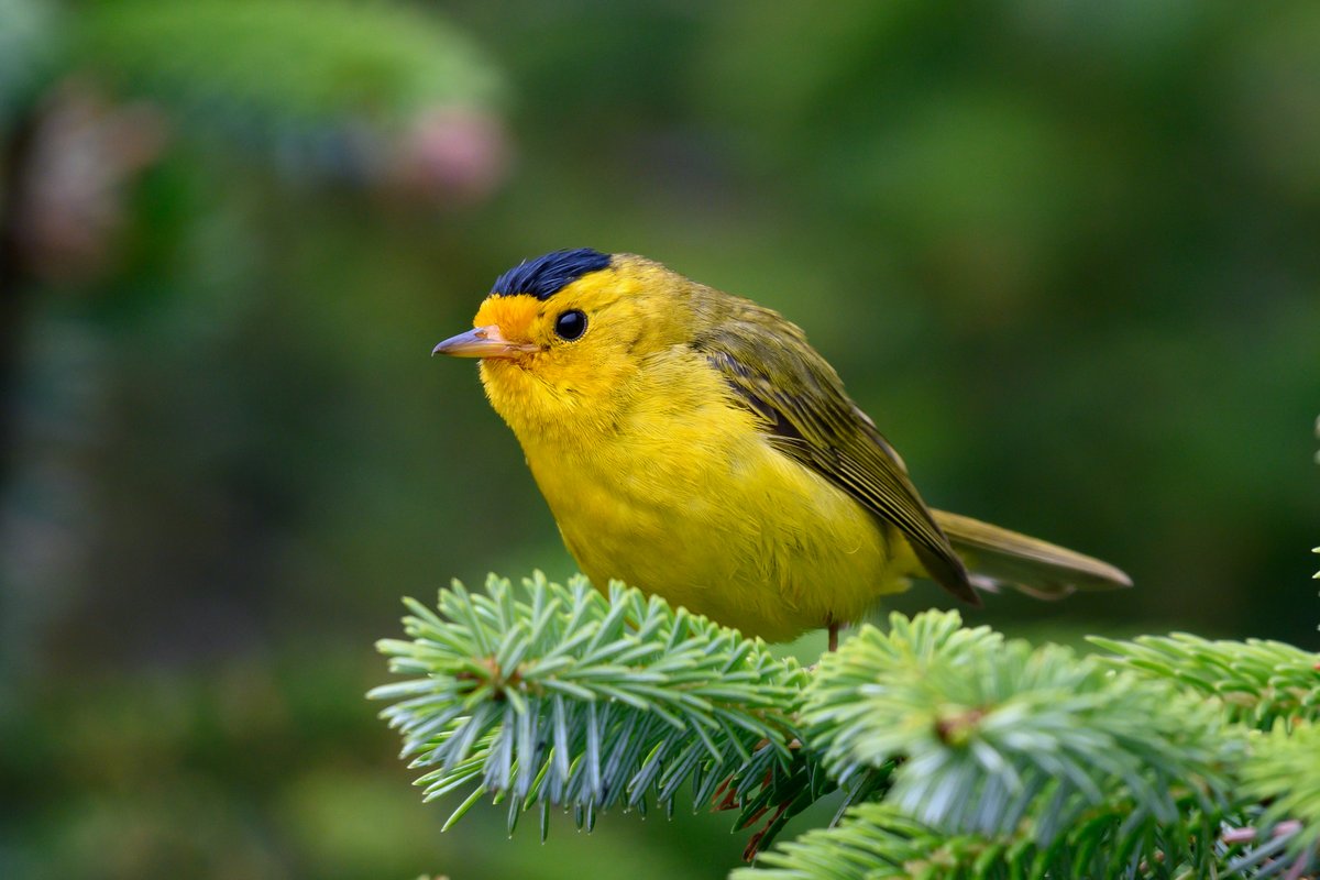 utahbirds's tweet image. Wilson's Warbler: Cardellina pusilla
Native to Utah, the Wilson’s warbler is typically seen throughout our state during the spring and fall migrations, however breeding populations exist in the Wasatch and Uinta Mountains. 
#birdsofutah #utahbirds #utahoutdoors #birdwatching