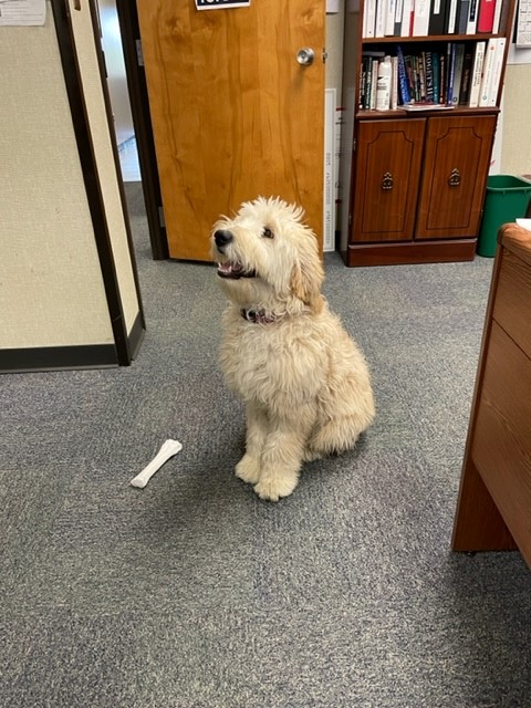 In 2021 Topeka Fire Department received a generous donation from a prominent family in Topeka. The gift was the opportunity to receive a comfort dog. Her name is Molly and Training Officer Lt. Robbie Forman is her handler. She is now a big part of the TFD family