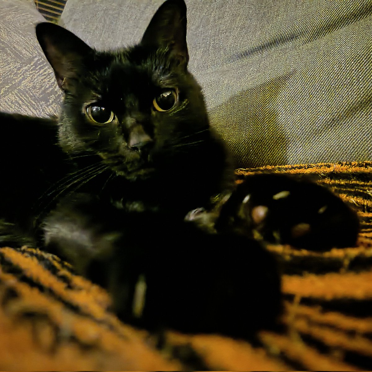 Oh my what big eyes uou have! (Trying not to look at the murder mittens) #blackcats #tooadorable #thankyoufornotbitingme