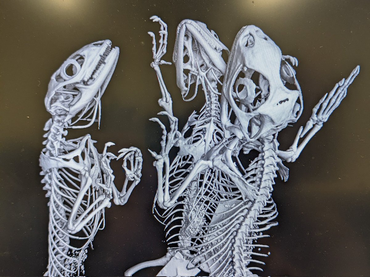 heart2herp's tweet photo. This CTscan is giving me Hocus Pocus vibes 🧙🦎 https://t.co/6J5K5eoSYR