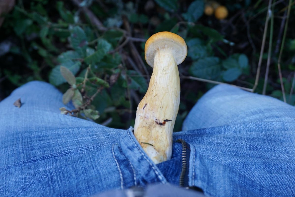 Fascinating facts about fungi

A specific type of fungus, Trichoderma reesi, is sometimes used to make stonewashed jeans. The enzymes produced by this fungus make them feel softer.

Want to know more about Fungi? Stay tuned! fungimob.com
#fungimob #NFT #NFTCommunity