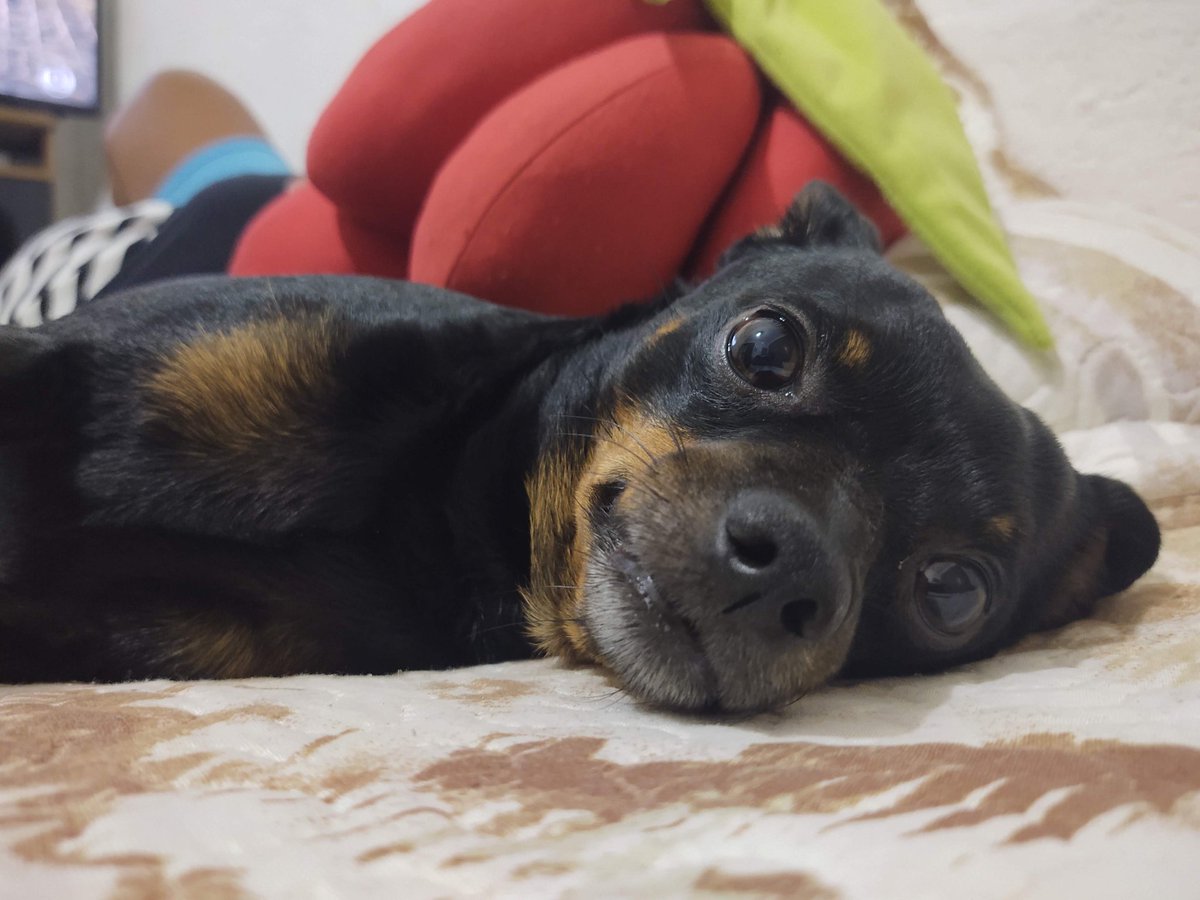 gwsrafa's tweet photo. @biacavatti @nascigor_ eu tenho um que preenche os requesitos ele tambem foge dos padroes e é lindo segue fotos do zeus https://t.co/3uubA9Xjd1