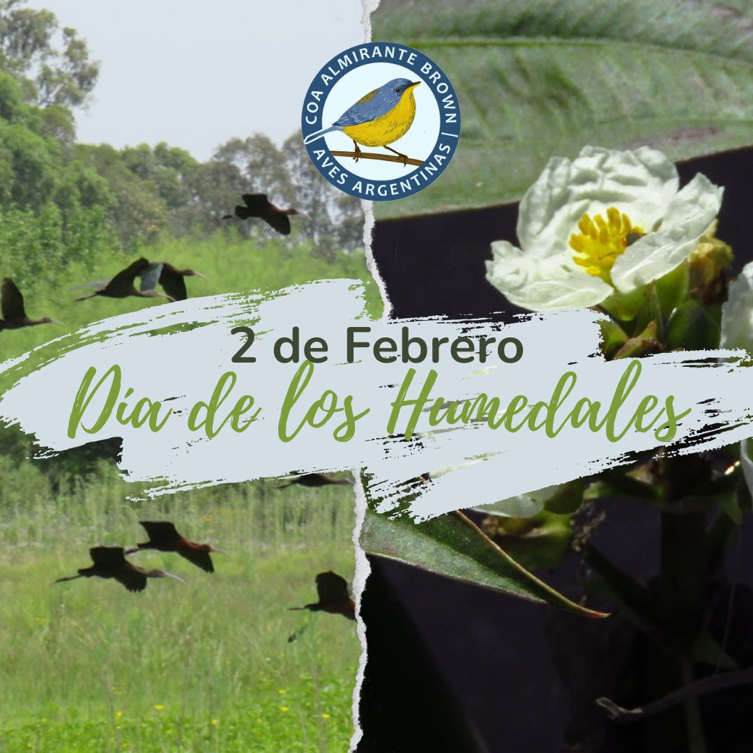 COABrown's tweet photo. ¿Por qué es importante conservar los humedales?
🌊Contribuyen en la regulación del ciclo del agua y el clima.
🌎Cumplen un rol fundamental en la adaptación al cambio climático
🌿Poseen una biodiversidad propia de gran valor y funcionan como hábitat de diversas especies. https://t.co/G7iCGev1hK
