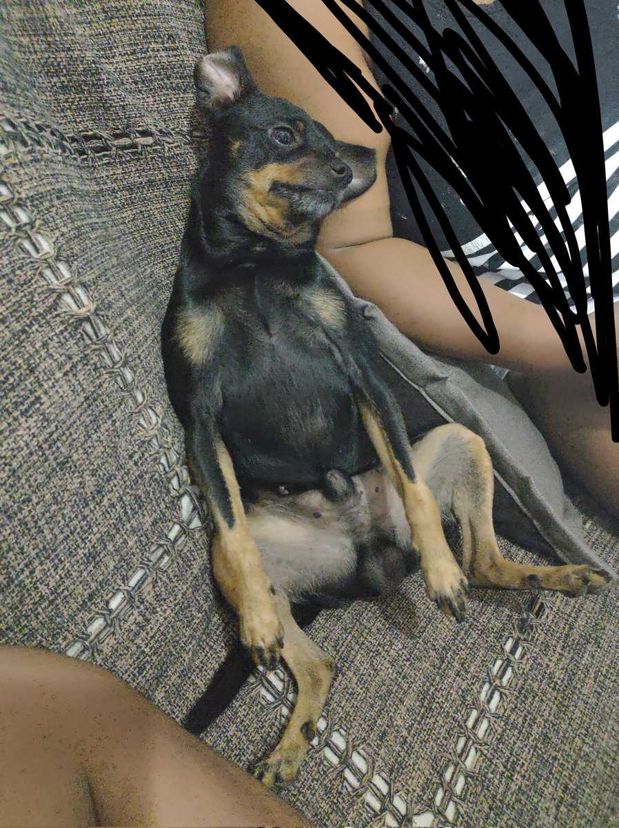 gwsrafa's tweet photo. @Mirellavieira51 será que o meu é muito grande? ele tem uma barriguinha de chopp https://t.co/2ptZTROqSE