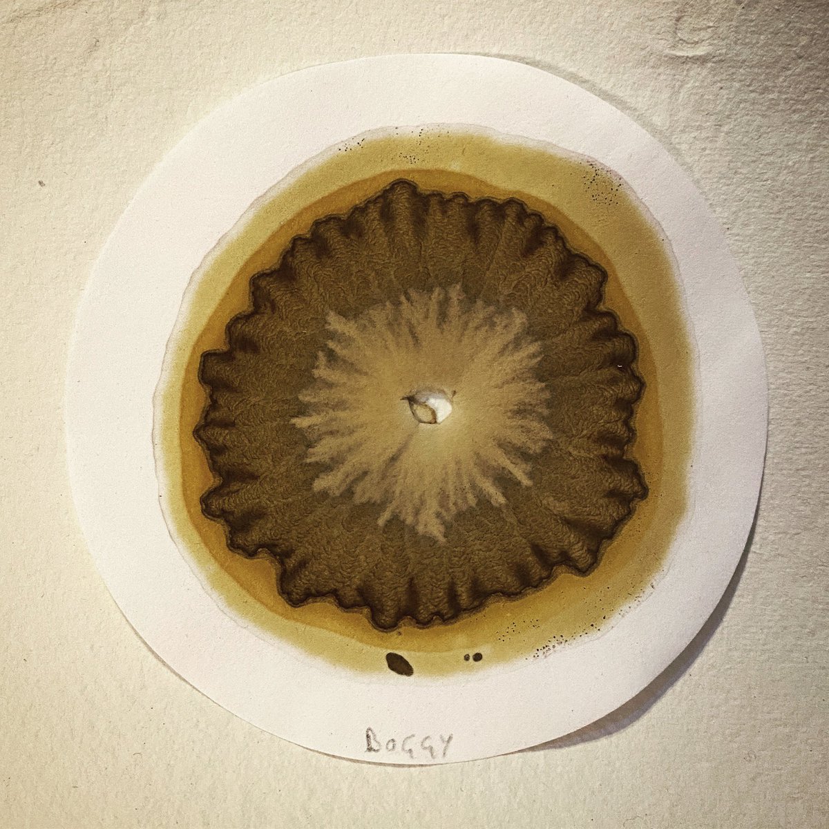 leemingpaterson's tweet photo. 2/2/22 thanks to everyone who came along to the exhibition opening tonight, lots of great conversations and discussions around land use change. Today’s piece is created  from a boggy soil sample #chromatography #soil #landuse #landart #environmentalart #catstrand #zerofootprint https://t.co/0KA9I8lom0