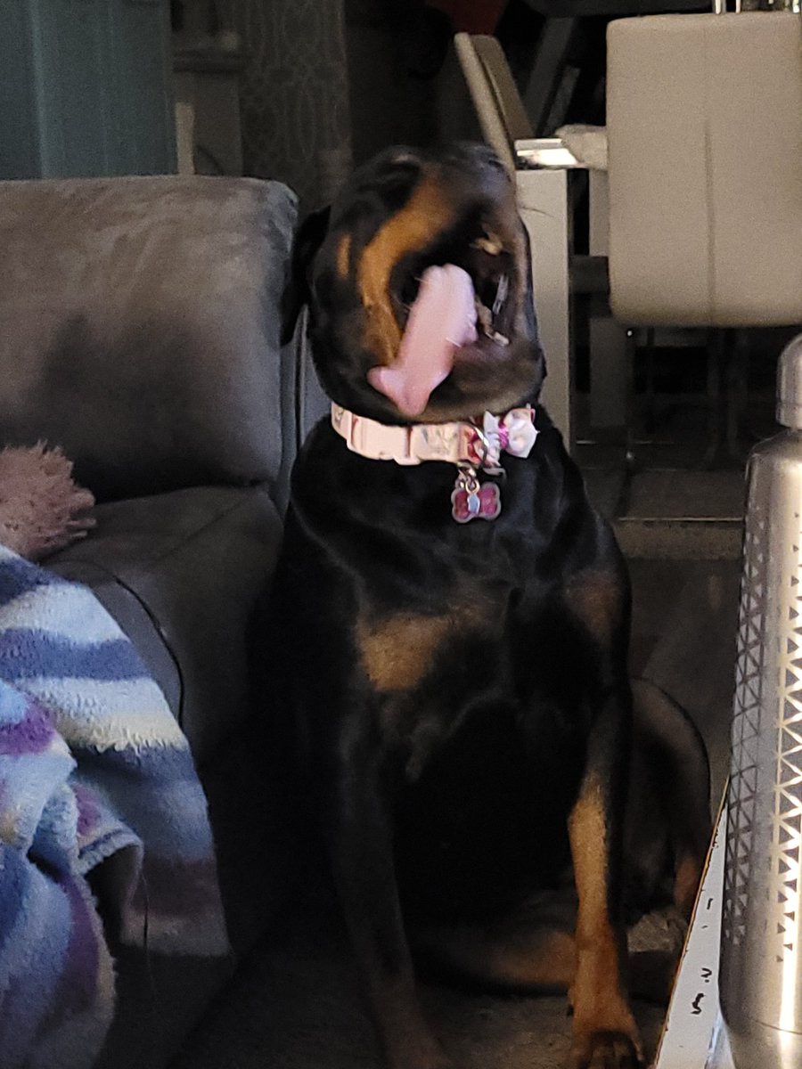 thereal16482192's tweet photo. Justs a bits late due to da Photographer ands her works schedule. Buts Mum says nebbers to lates to celebrate
#TongueOutTuesday #SmilesRFree #ActionShot #BitBlurry https://t.co/4Dvs9f9vuI