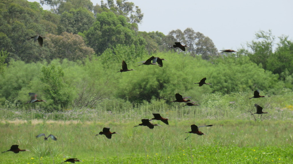 COABrown's tweet photo. En Almirante Brown contamos con uno de los dos últimos espacios verdes dentro del partido: La Reserva Natural Camino de las Flores, que conserva biodiversidad autóctona y cuatro humedales que funcionan como reservorios de agua para preservar la flora y fauna nativa del lugar. https://t.co/2Ji633OgR9