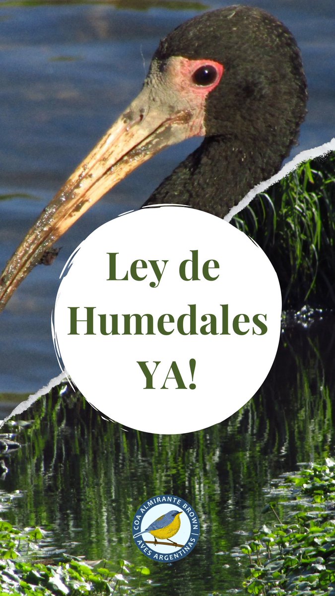 COABrown's tweet photo. Los humedales son aliados en la mitigación del cambio climático, la protección de la biodiversidad, y nos permiten conectar con nuestros valores culturales y patrimonio natural. 
#LeydeHumedalesYA https://t.co/FBlxEtoaIq