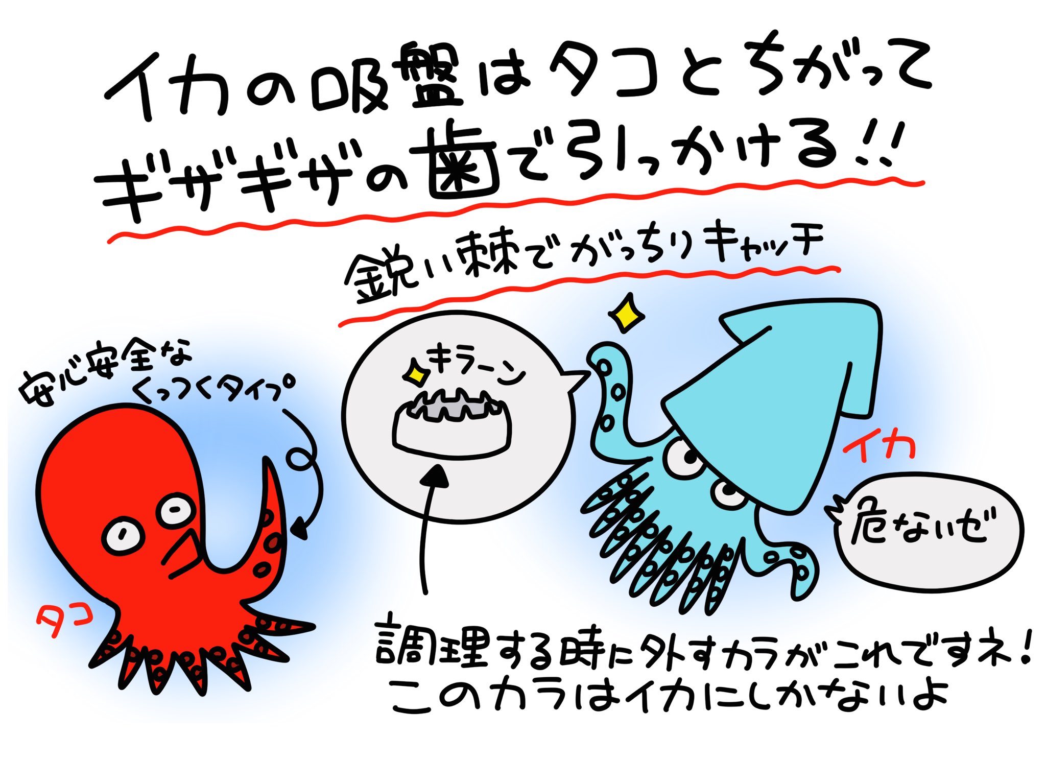 ふくちゃん 魚のイラスト タコとイカの違いで有名なのは足の数だけど 吸盤の仕組みも全く違ってビックリしちゃう 魚のイラスト イカ タコ 吸盤 ダイビング T Co Uamczphe1l Twitter ふくちゃん 魚のイラスト タコとイカの違いで有名なのは足の数だけど 吸盤の仕組みも全く違ってビックリしちゃう 魚のイラスト イカ タコ 吸盤 ダイビング T Co Uamczphe1l Twitter