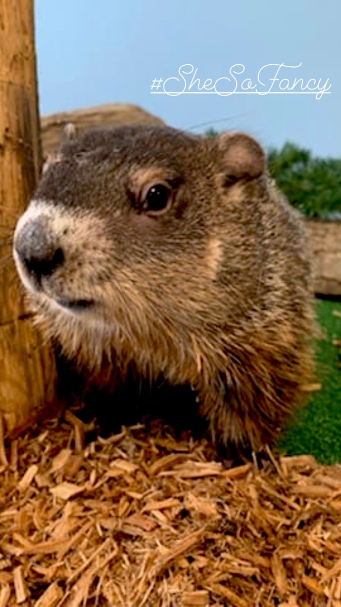 SenMTeresaRuiz's tweet photo. After Essex Ed's retirement - a woman takes the center stage at @TurtleBackZoo on #GroundHogDay. Essex Edwina - no shadow, no contouring, no filter. #shesofancy #spring is on its way. @Joe_D_EssexExec #puttingessexcountyfirst https://t.co/bcWn9FGpmQ
