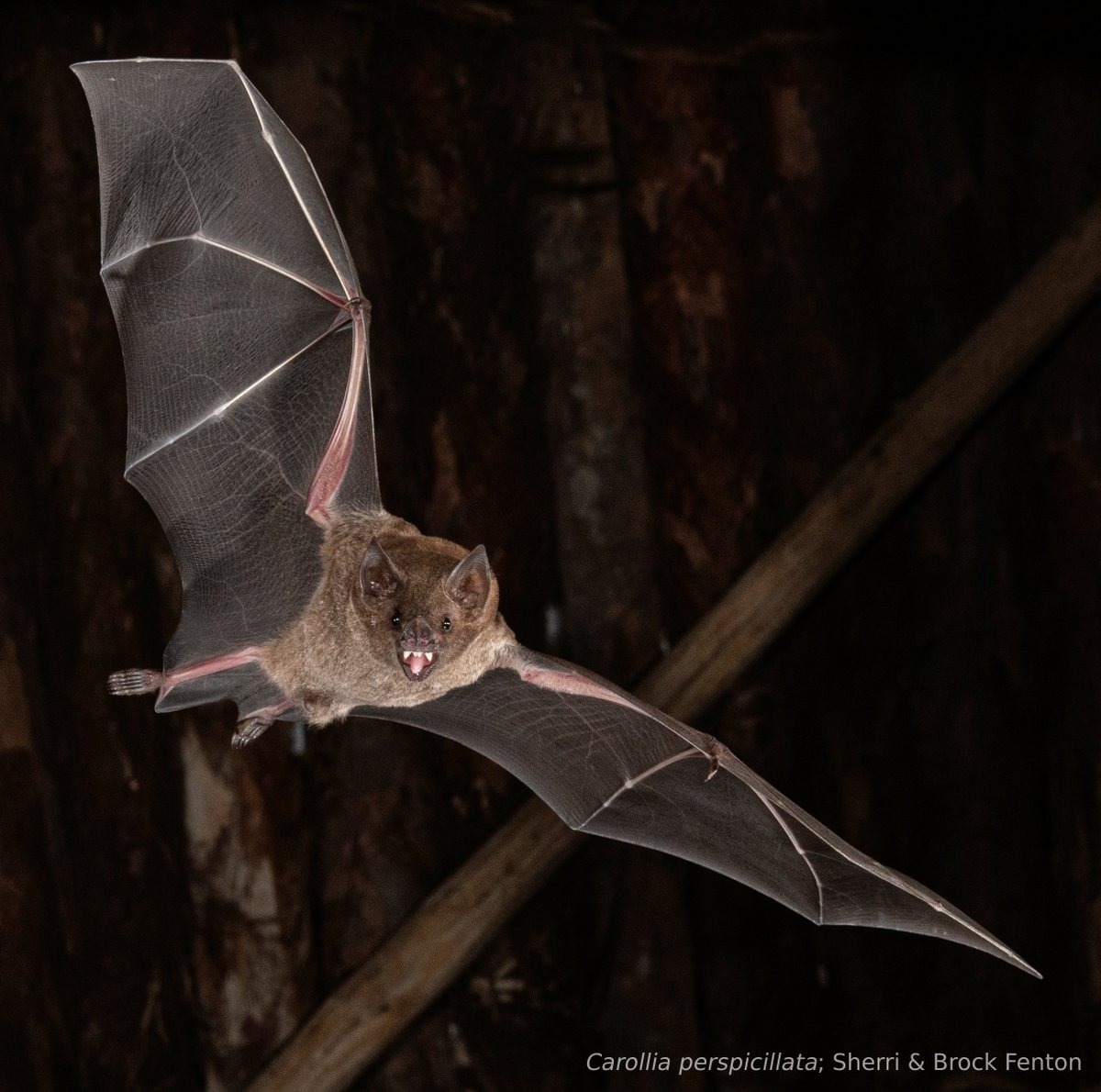 IBRC 2022 tweet media