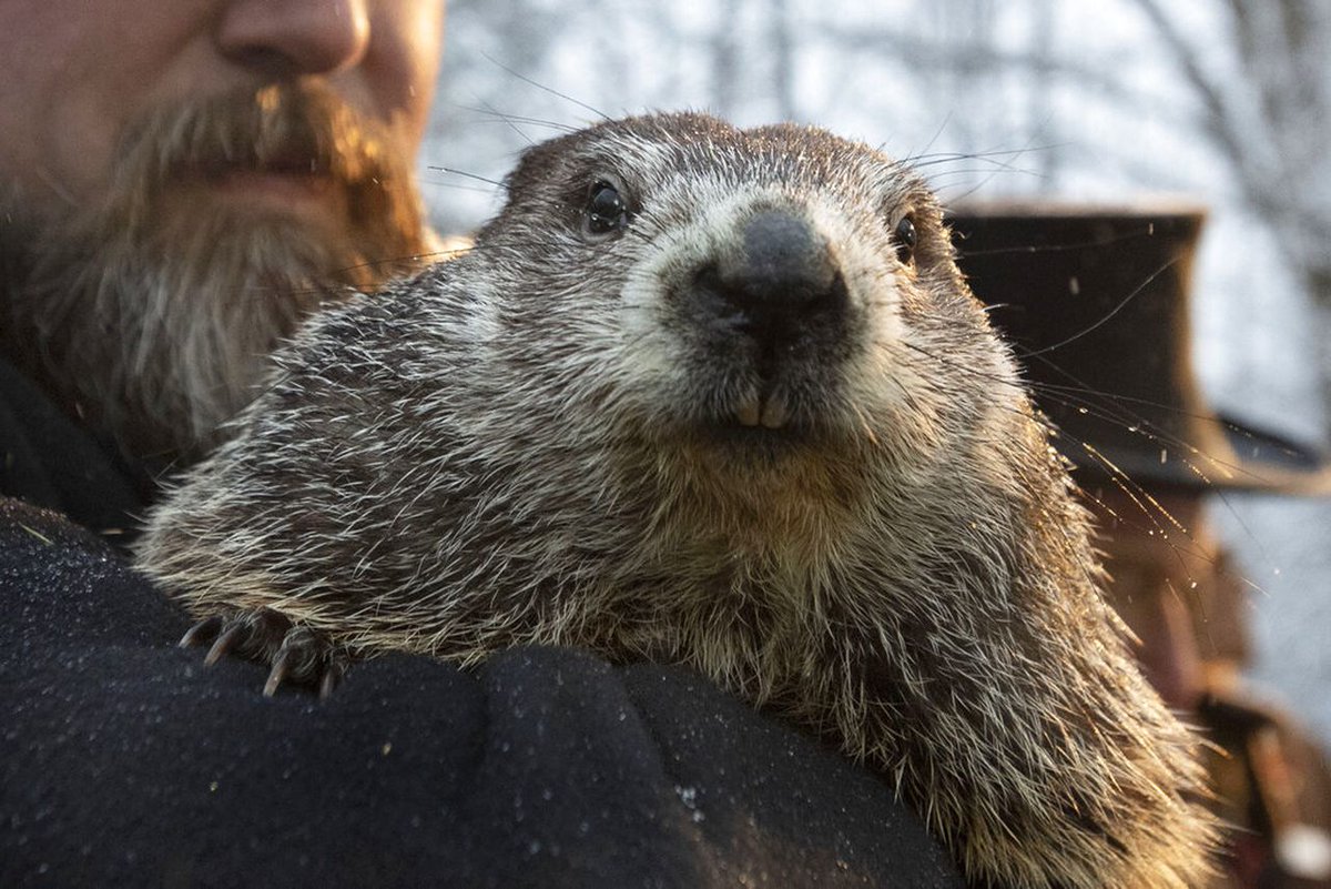 ConnorKellen's tweet photo. Still can't believe this. Punxsutawney Phil's back at it again. He didn't wear a mask last year, and he isn't again this year. Also, no evidence whatsoever that he's vaccinated. This rodent deserves no platform. #philisoverparty #GroundHogDay2022 https://t.co/bct97NHoQH