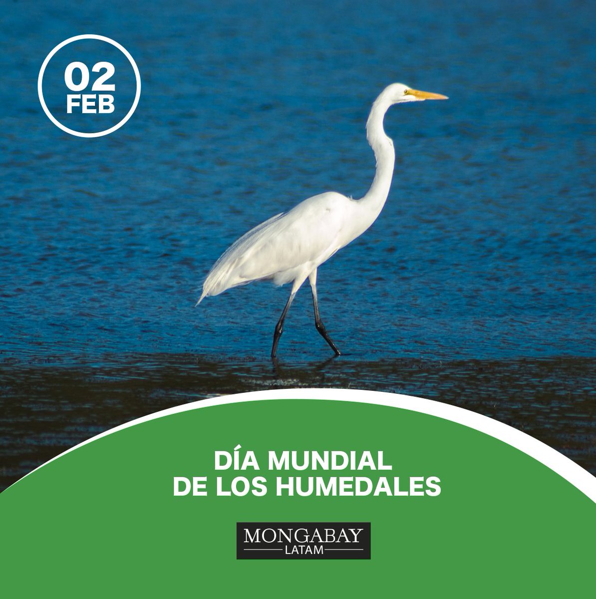 MongabayLatam's tweet photo. En el #DíaMundialDeLosHumedales, presentamos una #ExpediciónVirtual por el asombroso paisaje del Estero El Soldado, un humedal considerado un sitio único en el noroeste de México por la variedad de especies que lo habitan. Las fotografías de @gsoberonmx son sorprendentes. (1/7)🧵 https://t.co/hBbshk5CSo