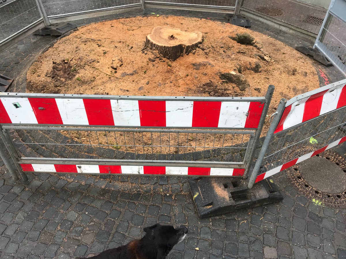 Morgen wird entwurzelt
Und offensichtlich, wie groß/ klein die Baumgruben sind.
#räumefürbäume

#saarbrücken #sanktjohannermarkt
